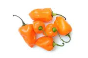 CHILE HABANERO K